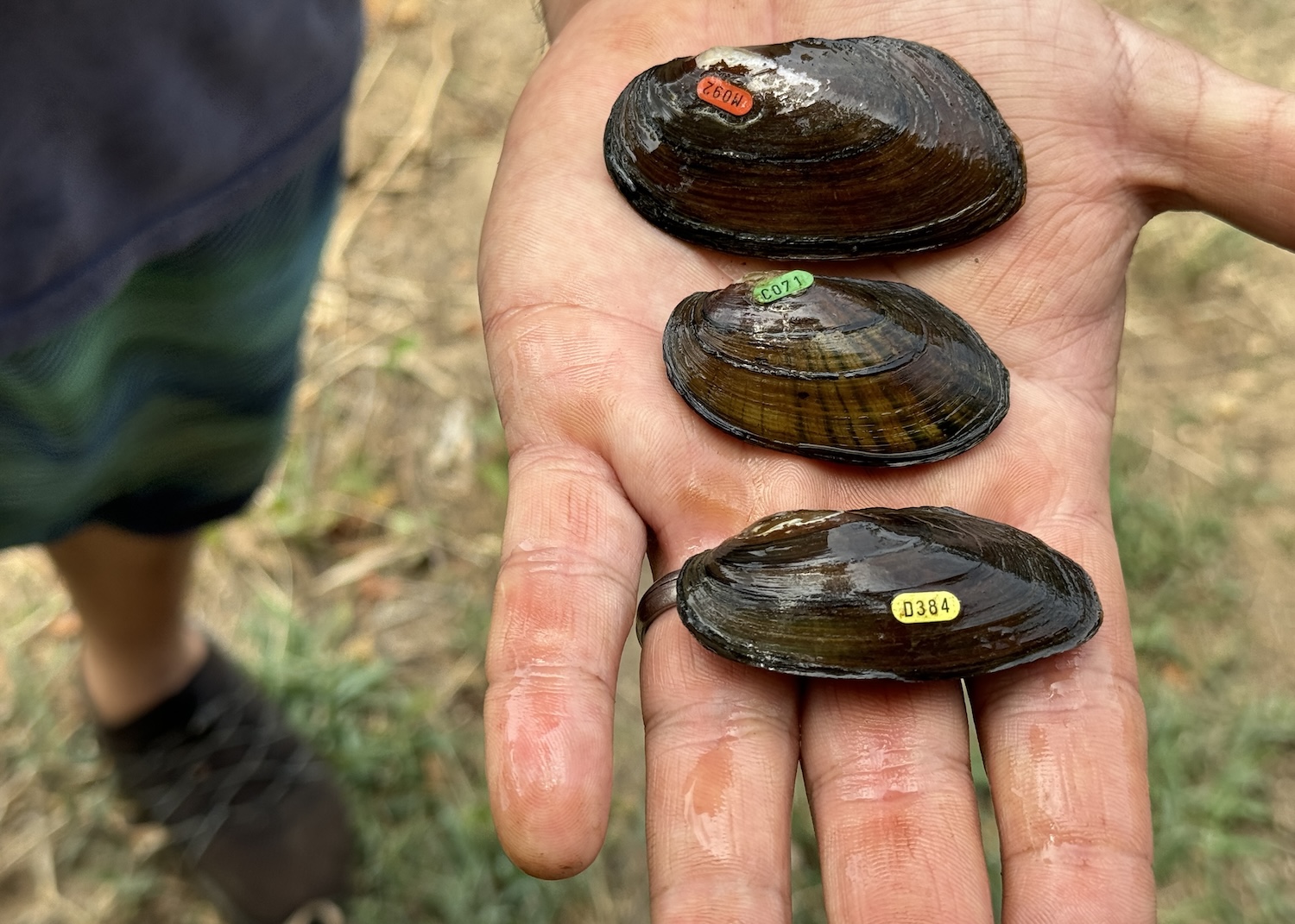 The Anacostia Watershed Society prepares to release three types of freshwater mussels into Kenilworth Marsh. The Anacostia Watershed Society prepares to release three types of freshwater mussels into Kenilworth Marsh.