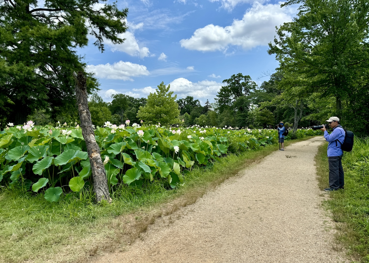 Birders and photographers flock to the lotus ponds at Kenilworth Park & Aquatic Gardens. Birders and photographers flock to the lotus ponds at Kenilworth Park & Aquatic Gardens.