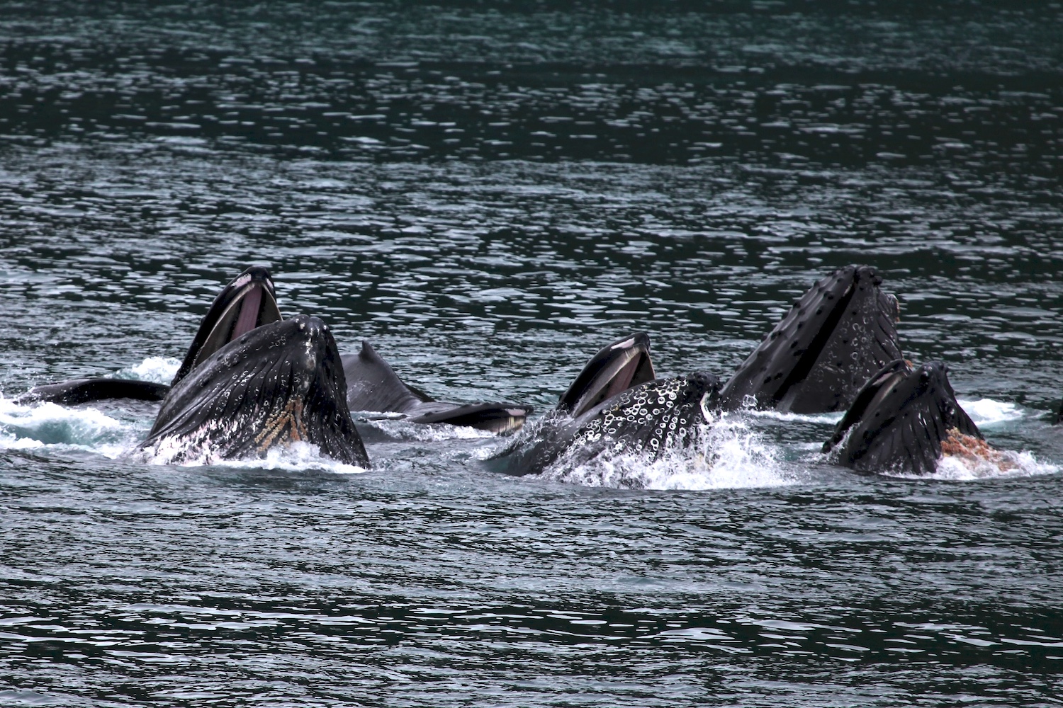 Bubble-net feeding is a collaborative affair with humpback whales/NPS, Jim Pfeiffenberger Bubble-net feeding is a collaborative affair with humpback whales/NPS, Jim Pfeiffenberger