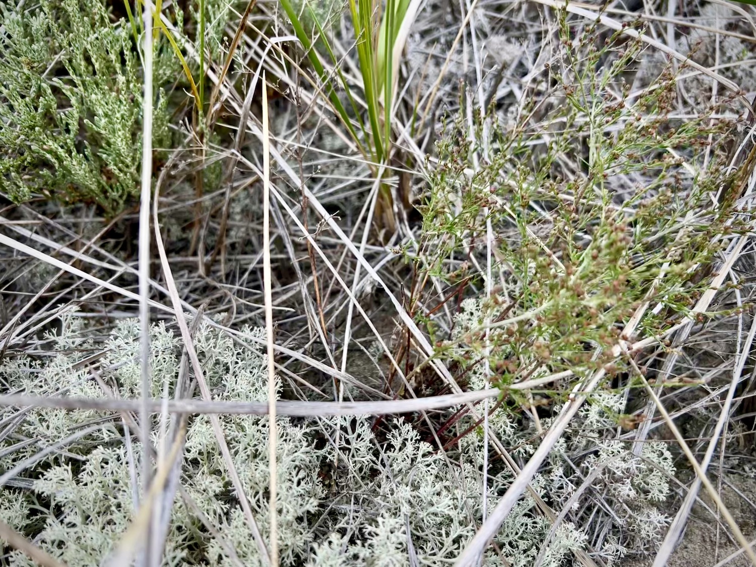 Beach Pinweed, right, always grows near Beach Heather, left, and Caribou Lichen, bottom. Beach Pinweed, right, always grows near Beach Heather, left, and Caribou Lichen, bottom.