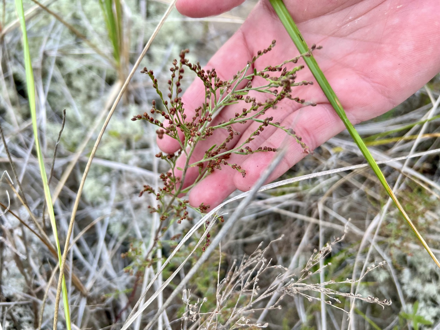 Beach pinweed is subtle and grows near the ground on dunes so is easily missed. Beach pinweed is subtle and grows near the ground on dunes so is easily missed.