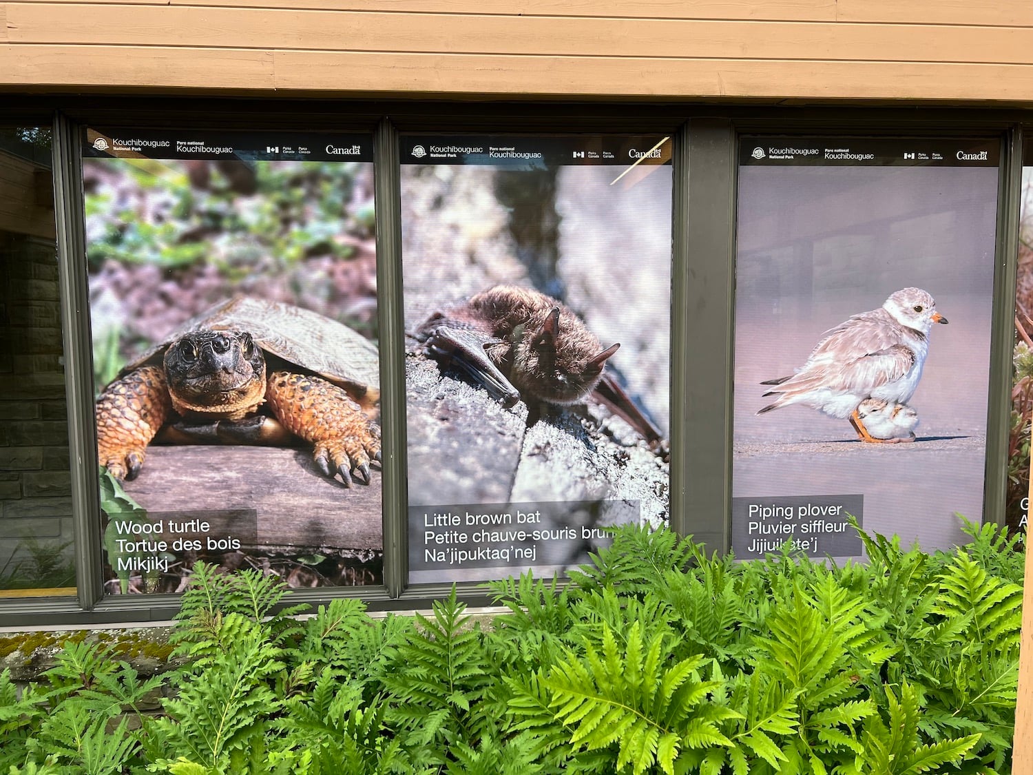 You'll walk by massive photo panels of plovers and other species-at-risk at Kouchibouguac National Park's visitor reception center in New Brunswick. You'll walk by massive photo panels of plovers and other species-at-risk at Kouchibouguac National Park's visitor reception center in New Brunswick.