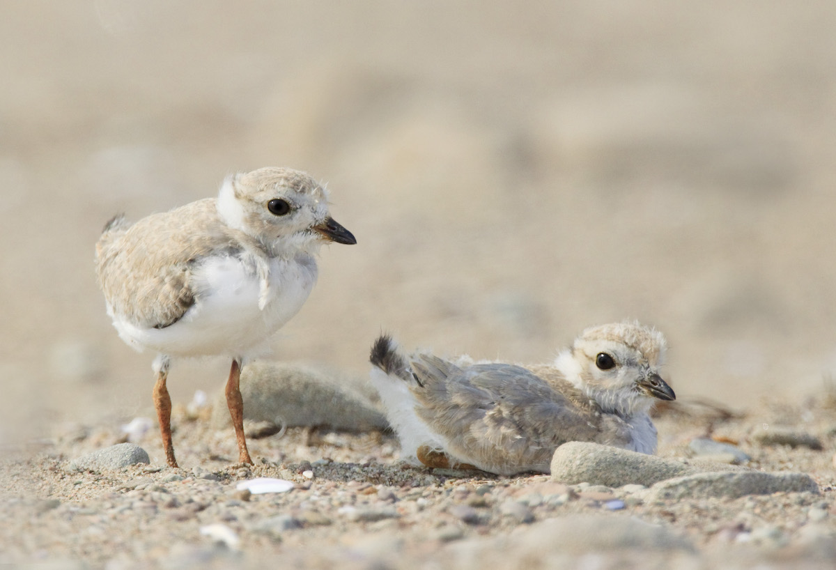 Two young Piping Plovers on the sandy beach at Kouchibouguac National Park.