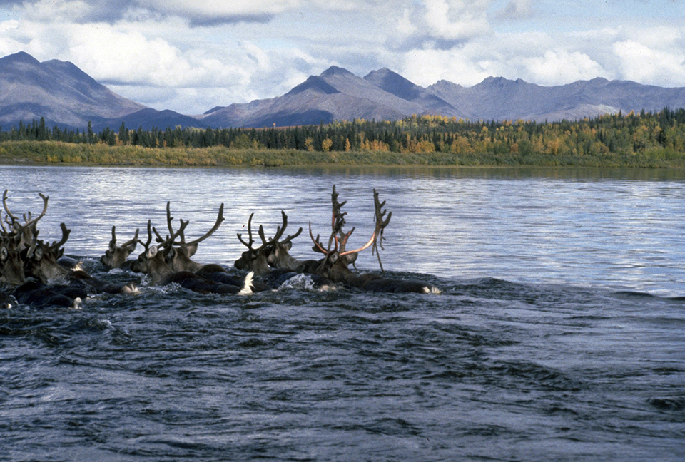 Caribou swimming the Kobuk River, Kobuk Valley National Park / National Park Service