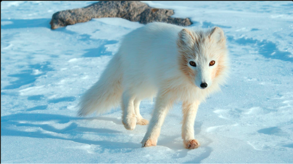Arctic fox, Kobuk Valley National Park / publicdomainphotosnet - Jean Beaufort via NPS Arctic fox, Kobuk Valley National Park / publicdomainphotosnet - Jean Beaufort via NPS