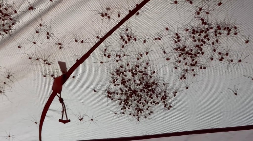 Daddy longlegs - a lot of them, Lake Clark National Park and Preserve / NPS - E. Kramer still shot from video