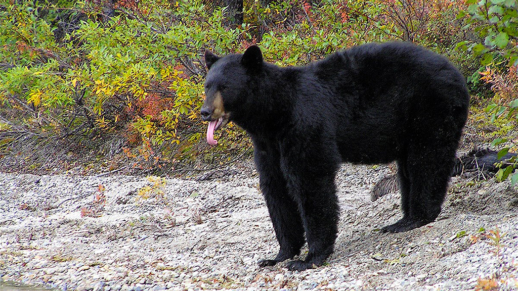 Black bears may be found throughout the park, but they prefer to steer clear of their much larger relatives, the brown bear, Lake Clark National Park and Preserve / NPS-J. Mills