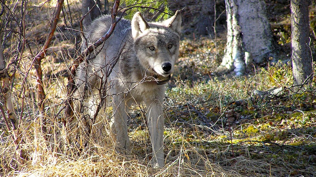 Look for wolves in mountainous regions below 5,000 feet (1,524 m) in elevation at Lake Clark National Park and Preserve / NPS-J. Mills