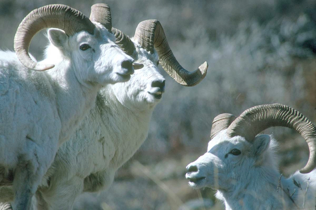 Just like Goldilocks, Dall sheep need a mountain home that is just right, Lake Clark National Park and Preserve / NPS file