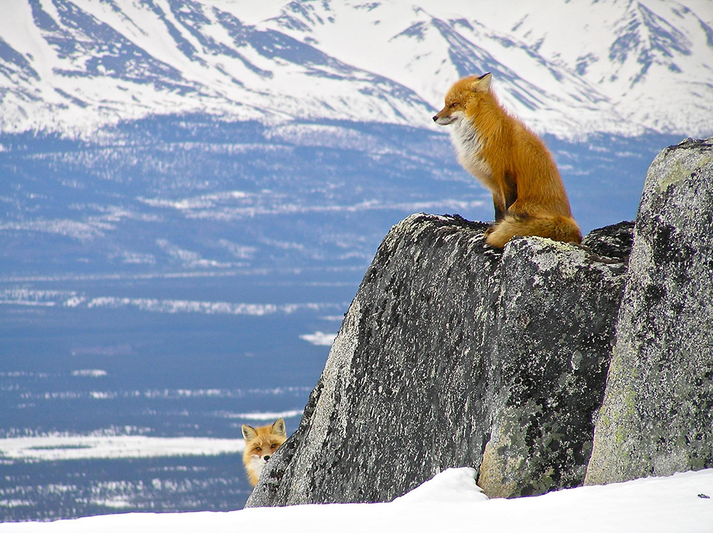Red foxes on a cold, windy day, Lake Clark National Park and Preserve / NPS file