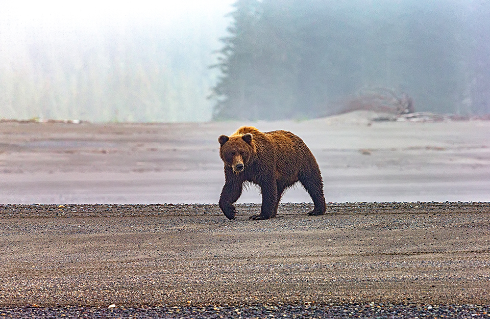 A misty morning stroll along the beach, Lake Clark National Park and Preserve / Rebecca Latson
