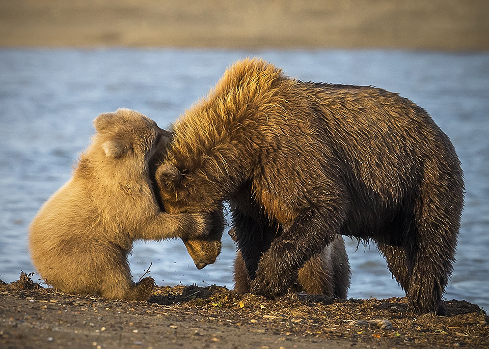 Playing with Mommy, Lake Clark National Park and Preserve / Rebecca Latson