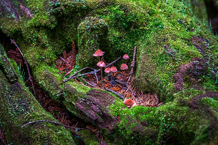 Delicate little 'shrooms, Lake Clark National Park and Preserve / Rebecca Latson