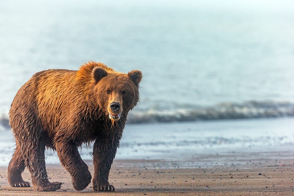 A coastal brown bear, Lake Clark National Park and Preserve / Rebecca Latson