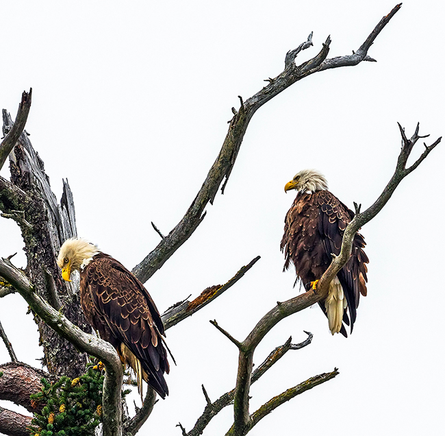 Bald eagles along the coast, Lake Clark National Park and Preserve / Rebecca Latson