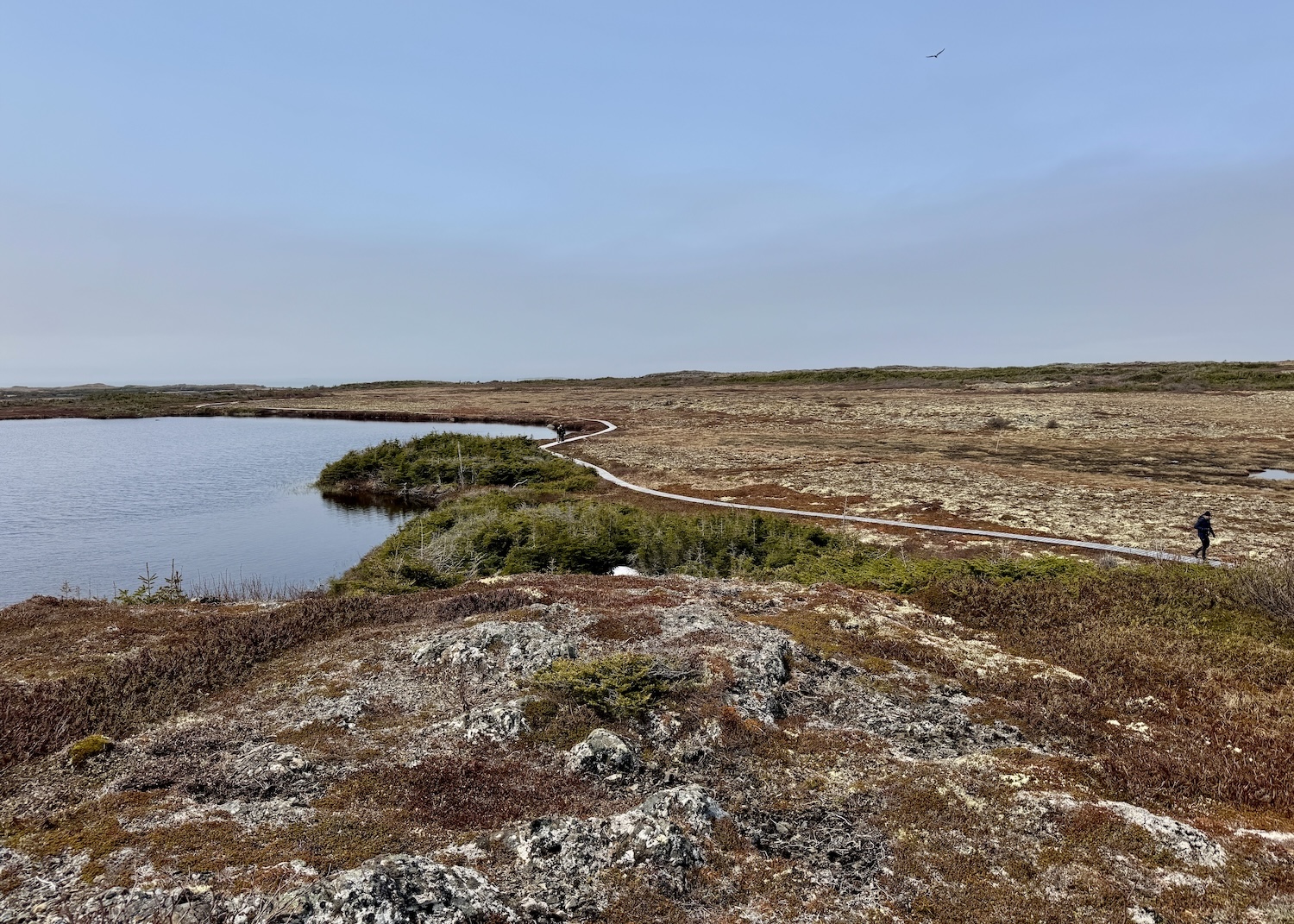 From Birchy Nuddick, you can see Skin Pond and the boardwalk through the bog.