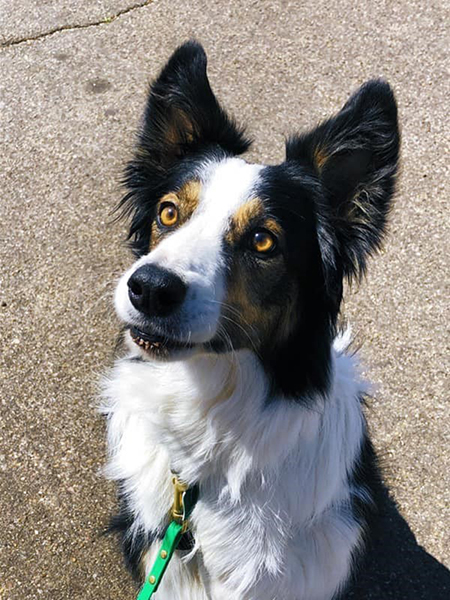 Darby, the mussel-sniffing dog, Lake Meredith National Recreation Area / National Park Service