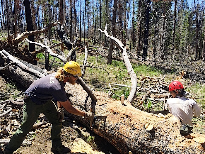 LAVO-NPS-Trail-Worker-Ben-Darnell-and-PCTA-volunteer-Robert-Parks-using-a-freshly-sharpened-saw-to-clear-a-large-lodgepole-pine.jpg
