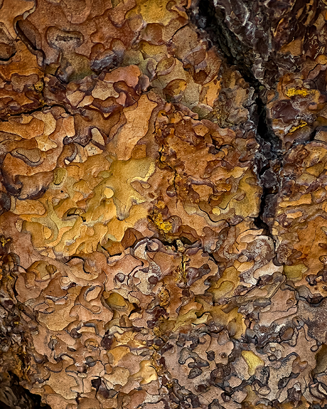 The jigsaw puzzle tree bark texture of a Jeffrey pine along the Cinder Cone Trail, Lassen Volcanic National Park / Rebecca Latson The jigsaw puzzle tree bark texture of a Jeffrey pine along the Cinder Cone Trail, Lassen Volcanic National Park / Rebecca Latson