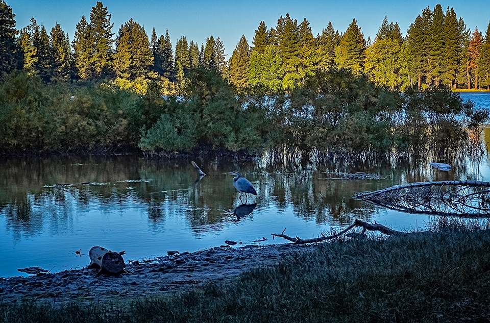 Blue heron searching the shallows in Manzanita Lake, Lassen Volcanic National Park / Rebecca Latson Blue heron searching the shallows in Manzanita Lake, Lassen Volcanic National Park / Rebecca Latson