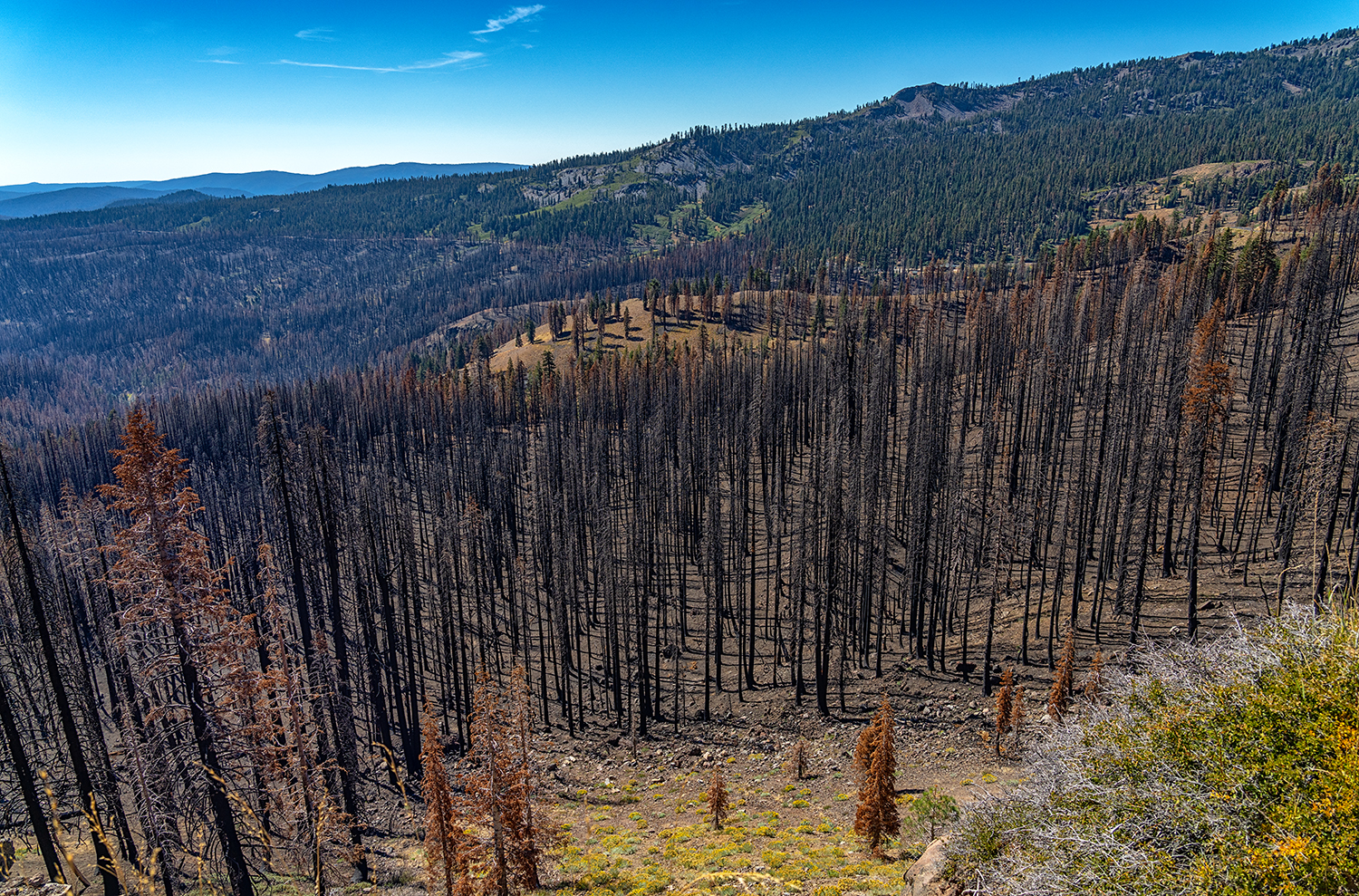 Charred landscape near the Kohm Yah-mah-nee Visitor Center, Lassen Volcanic National Park / Rebecca Latson Charred landscape near the Kohm Yah-mah-nee Visitor Center, Lassen Volcanic National Park / Rebecca Latson