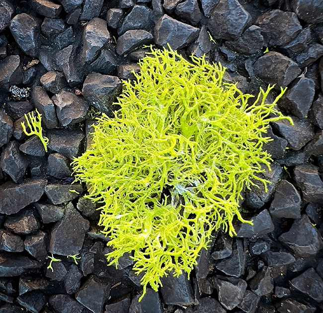 Wolf lichen, Lassen Volcanic National Park / Rebecca Latson Wolf lichen, Lassen Volcanic National Park / Rebecca Latson