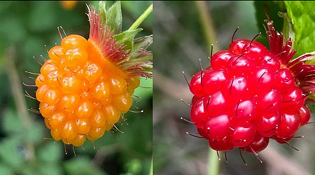 Salmonberries found along the Lewis and Clark National Historic Trail / NPS file