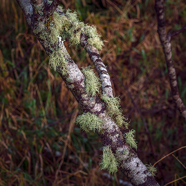 Patches of moss on the tree, Middle Village/Station Camp, Louis and Clark National Historic Trail / Rebecca Latson Patches of moss on the tree, Middle Village/Station Camp, Louis and Clark National Historic Trail / Rebecca Latson