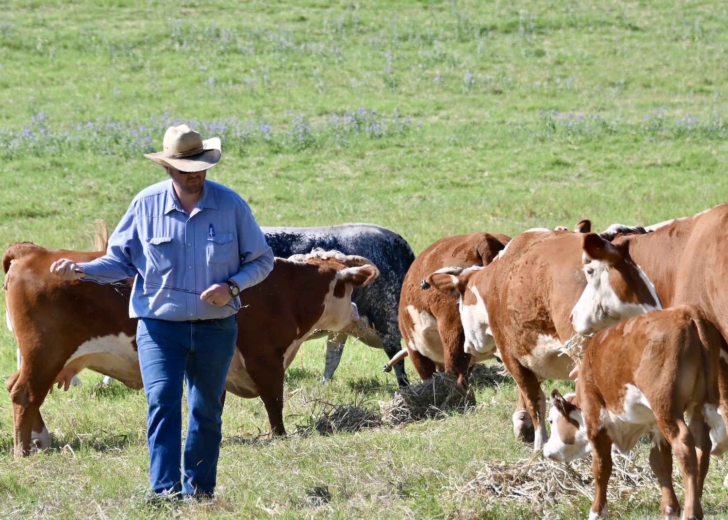 LBJ Ranch foreman Clint Herriman inspects the cattle. LBJ Ranch foreman Clint Herriman inspects the cattle.