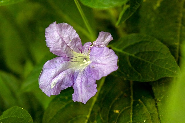 Limestone wild petunia, Mammoth Cave National Park / NPS - Kait Evensen