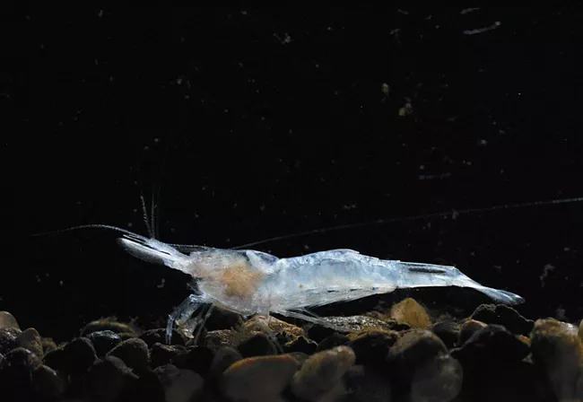 The Kentucky cave shrimp, Mammoth Cave National Park / USFWS The Kentucky cave shrimp, Mammoth Cave National Park / USFWS