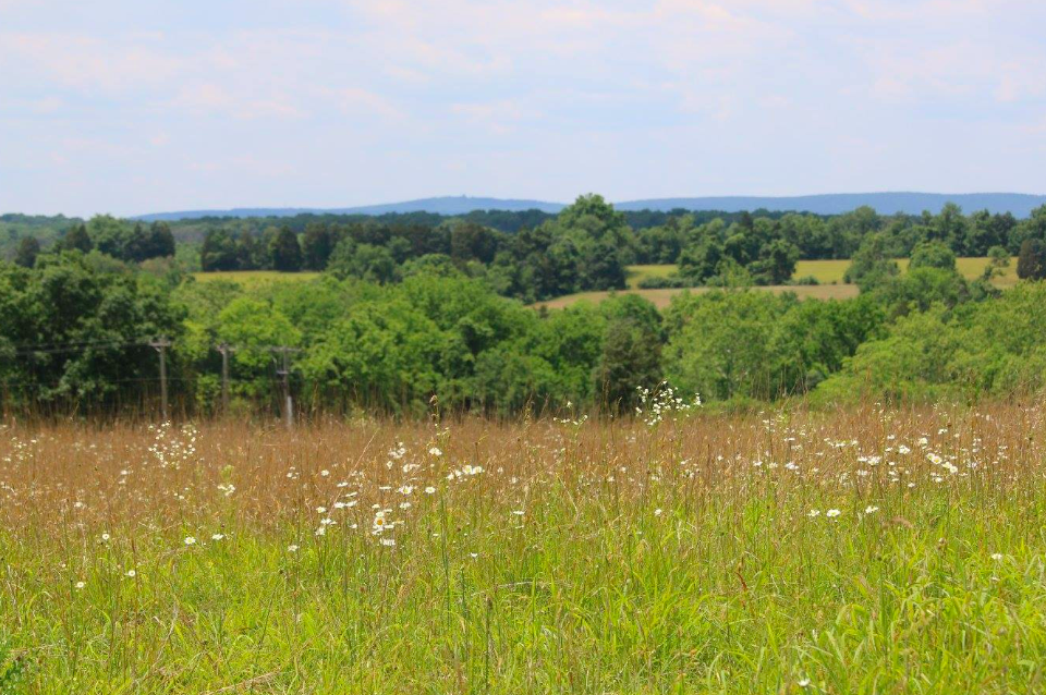 deer, venison, manassas, battlefield, nonprofit