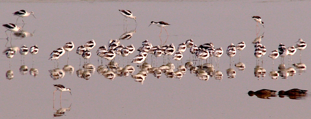 The Trump administration is moving forward with plans to weaken the Migratory Bird Treaty Act, which helps protect numerous species, including these Black-necked stilts seen at the Great Salt Lake/Kurt Repanshek file The Trump administration is moving forward with plans to weaken the Migratory Bird Treaty Act, which helps protect numerous species, including these Black-necked stilts seen at the Great Salt Lake/Kurt Repanshek file