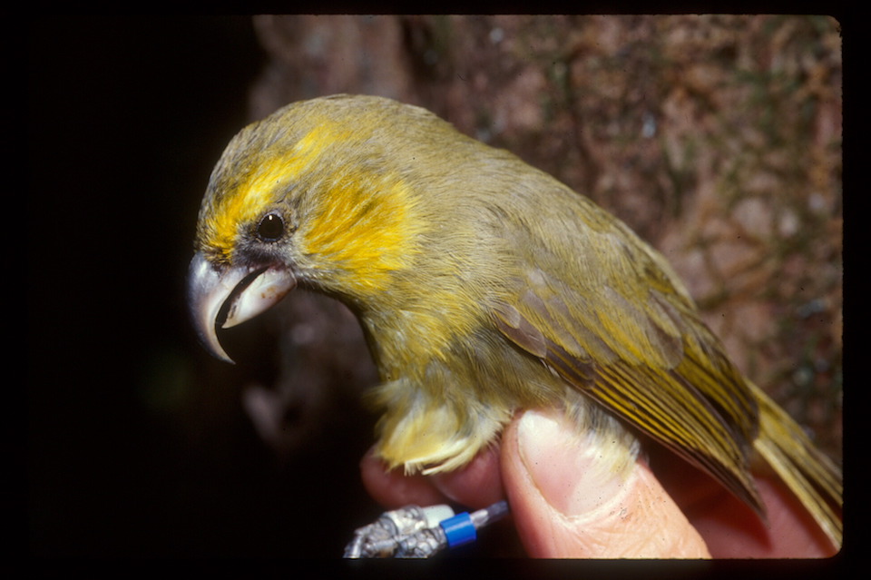 The Maui Parrotbill is in danger of going extinct at Haleakalā National Park/NPS