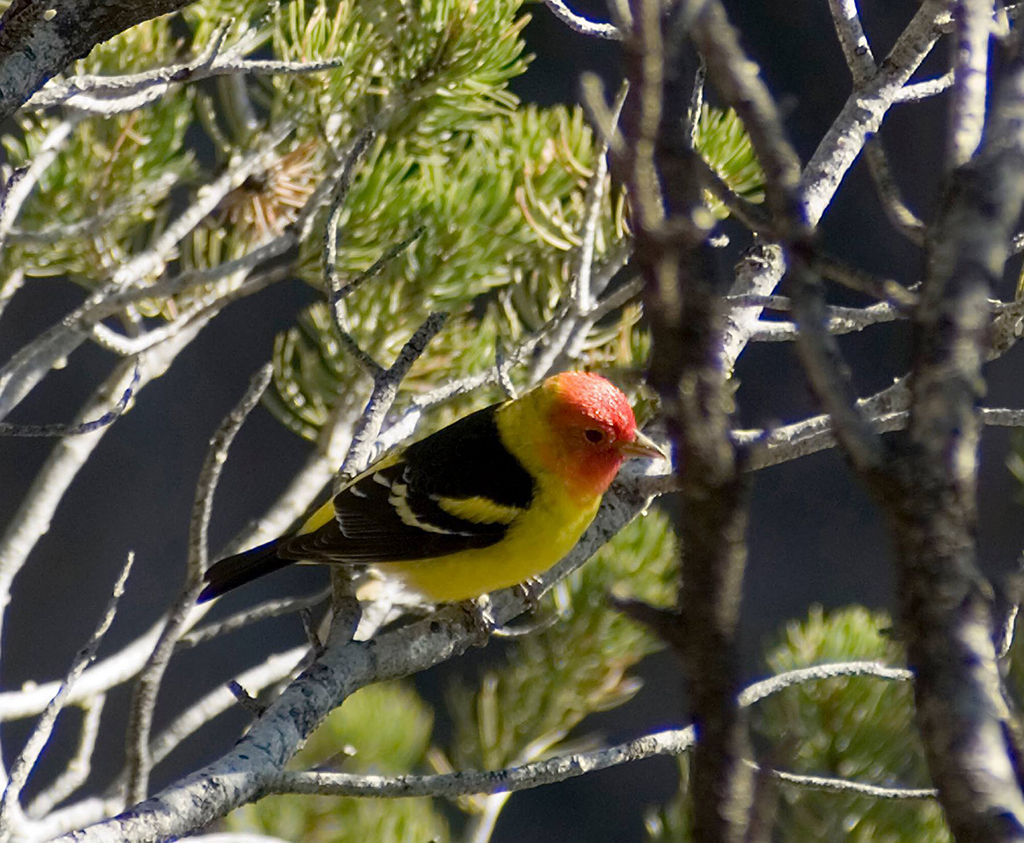 Spotting a Western tanager will add some bright color to your day at Mesa Verde National Park / NPS file Spotting a Western tanager will add some bright color to your day at Mesa Verde National Park / NPS file