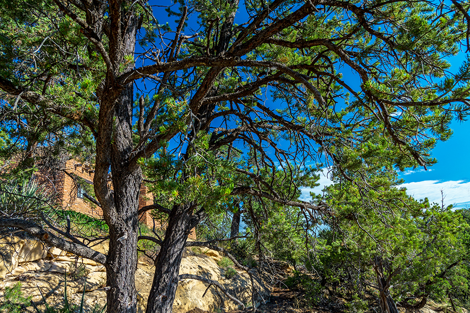 If a tree falls and nobody is around, does it still make a sound? Mesa Verde National Park / Rebecca Latson If a tree falls and nobody is around, does it still make a sound? Mesa Verde National Park / Rebecca Latson