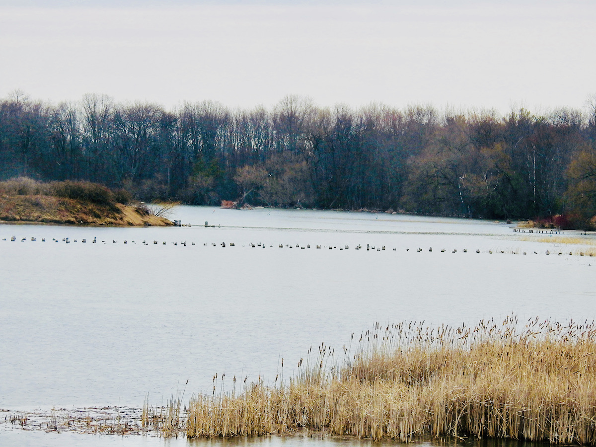 A view from the trestle of wetlands and more old bridge footings by Shotgun Island. A view from the trestle of wetlands and more old bridge footings by Shotgun Island.