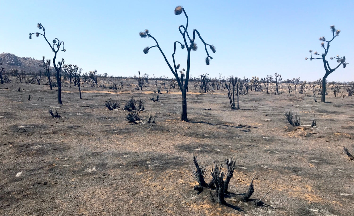 The Dome Fire laid waste to a thick forest of Joshua trees in Mojave National Preserve/NPS, Drew Kaiser