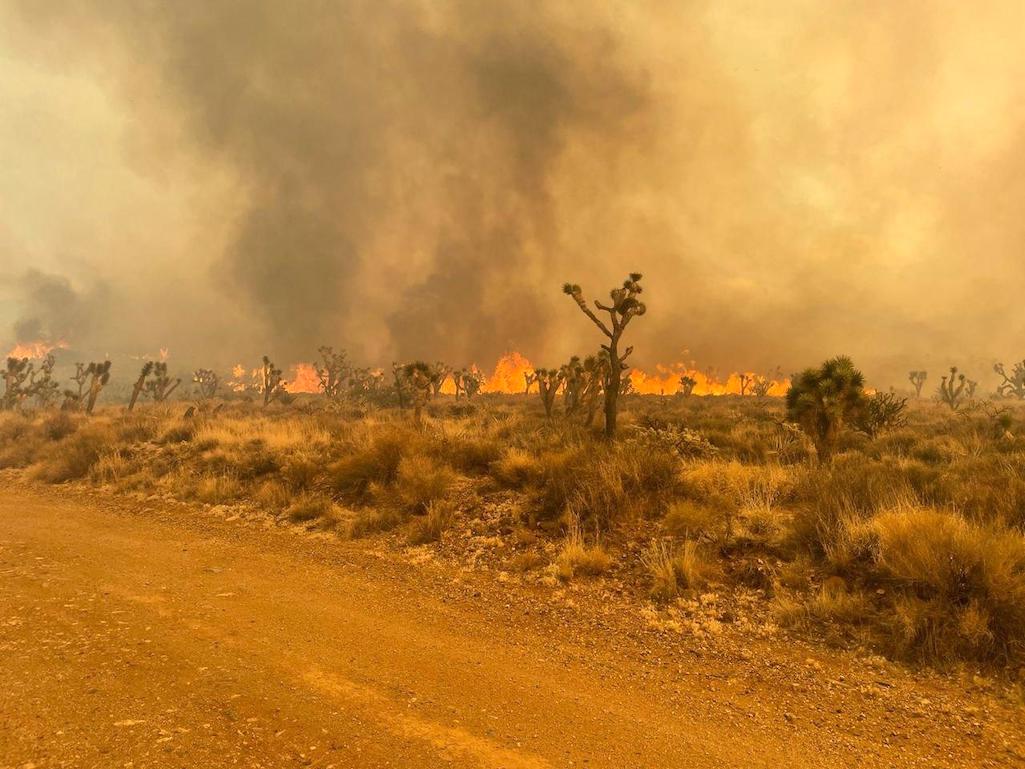 The York Fire that started in Mojave National Preserve covers more than 80,000 acres/Inciweb The York Fire that started in Mojave National Preserve covers more than 80,000 acres/Inciweb