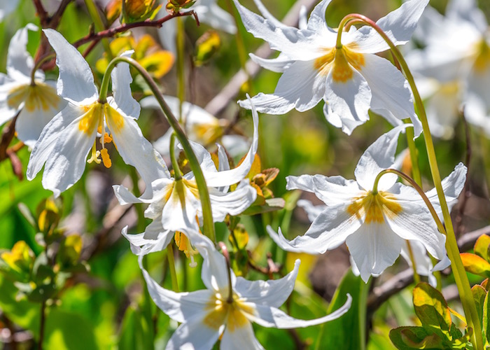 Avalanche lilies nodding in the breeze will capture your heart and pull your camera lens in their direction / Rebecca Latson Avalanche lilies nodding in the breeze will capture your heart and pull your camera lens in their direction / Rebecca Latson