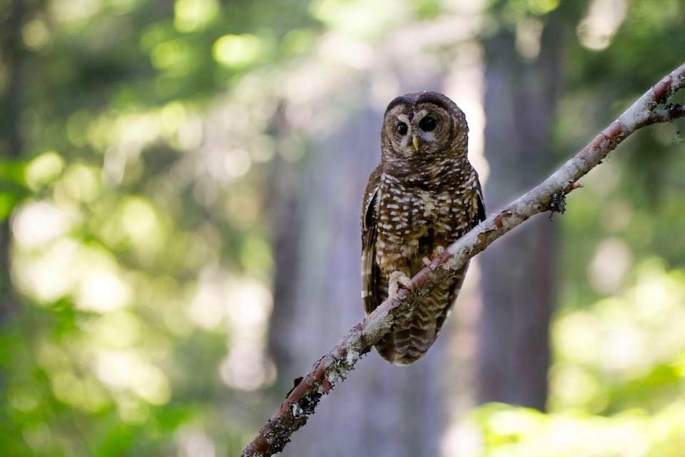 Monitoring of Northern spotted owls was crippled by personnel cuts inflicted on the U.S. Forest Service/NPS file Monitoring of Northern spotted owls was crippled by personnel cuts inflicted on the U.S. Forest Service/NPS file