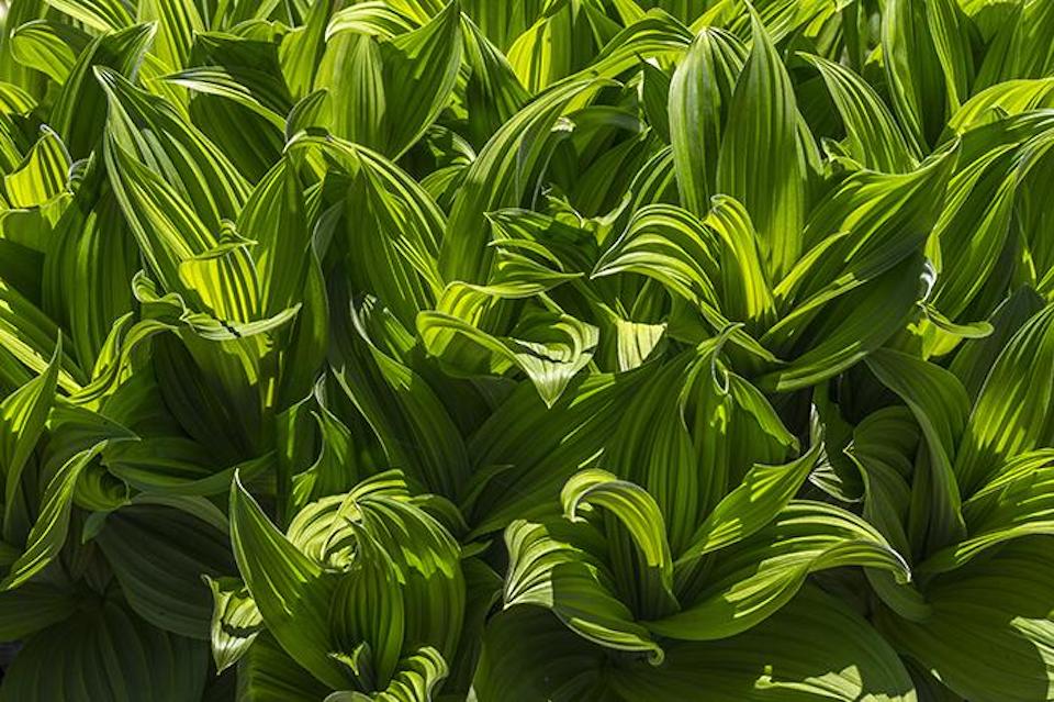 Saturated plant texture and color, Mount Rainier National Park / Rebecca Latson