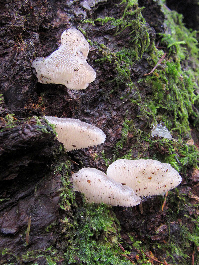 A Pseudohydnum gelatinosum fungus by any other name ... Mount Rainier National Park / NPS-C. Vecchio