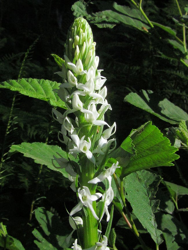 Platanthera dilatata goes by another name, too, at Mount Rainier National Park / NPS - C. Veccio