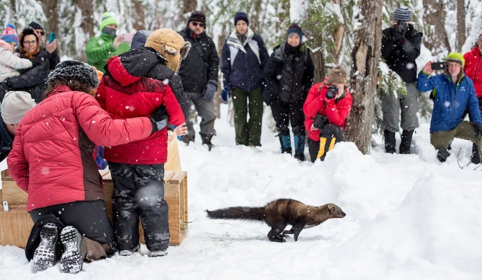 A fisher release at Mount Rainier National Park / NPS - Kevin Bacher A fisher release at Mount Rainier National Park / NPS - Kevin Bacher