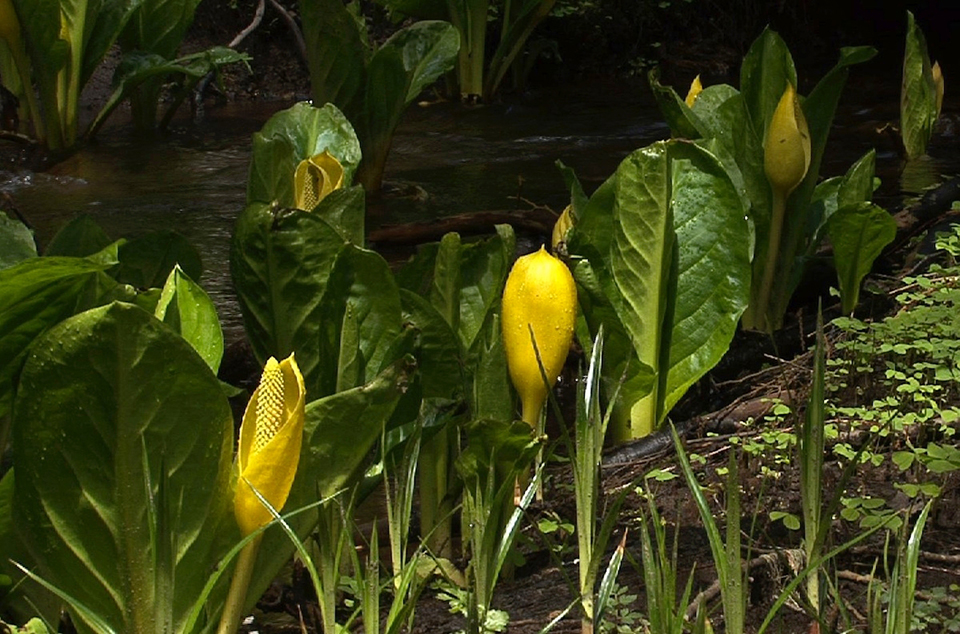 Skunk cabbage, Mount Rainier National Park / National Park Service Skunk cabbage, Mount Rainier National Park / National Park Service