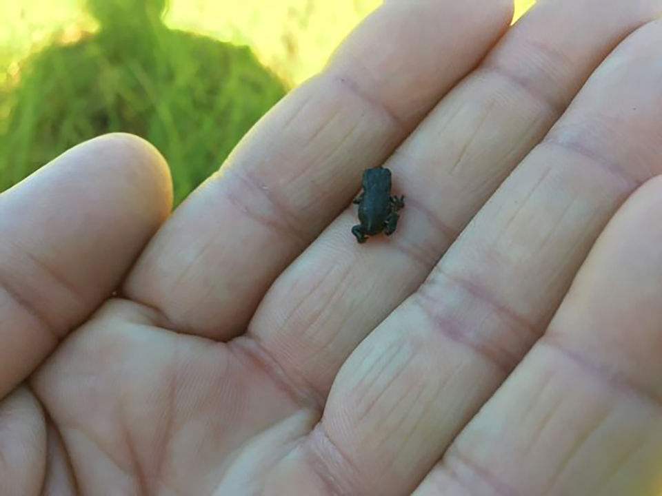 An itty bitty teeny weeny Western toadlet, Mount Rainier National Park / NPS File