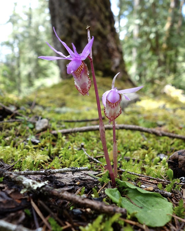 A lovely little spring bloom, Mount Rainier National Park / National Park Service