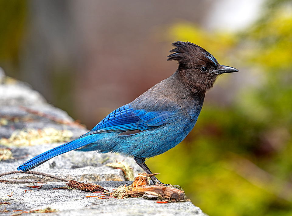Steller's jay, Mount Rainier National Park / Rebecca Latson Steller's jay, Mount Rainier National Park / Rebecca Latson