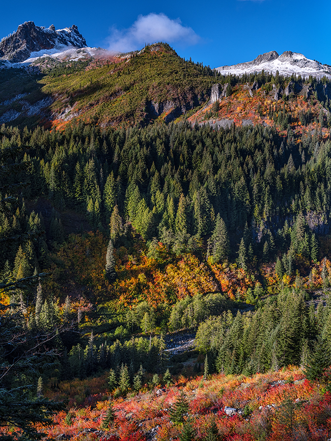 Autumn colors along Stevens Canyon Road, Mount Rainier National Park / Rebecca Latson Autumn colors along Stevens Canyon Road, Mount Rainier National Park / Rebecca Latson
